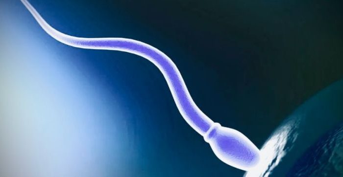 spermatozoa